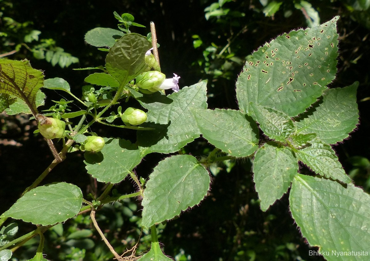 Strobilanthes lupulina Nees